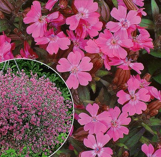 Rød Limurt, Silene pendula 'SIBELLA CARMINE'