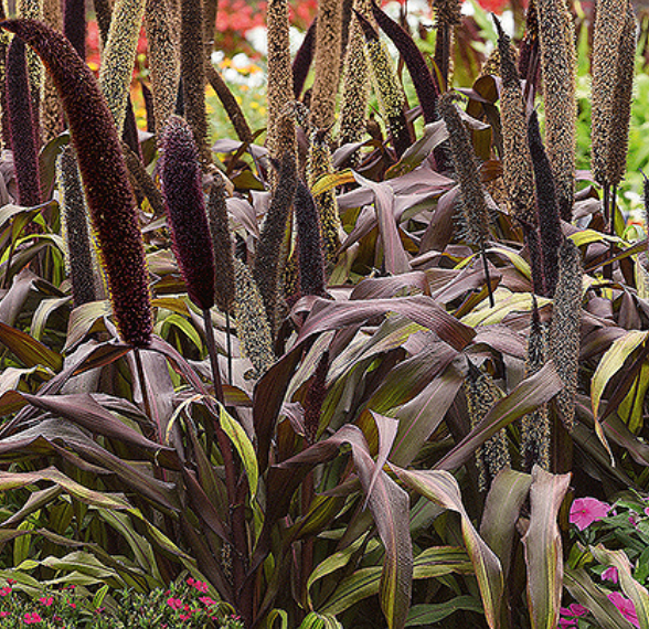 Pennisetum glaucum 'ORNAMENTAL MILLET COPPER PRINCE', Perlehirse