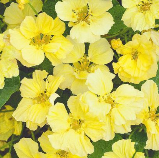 Tropaeolum nanum 'NASTURTIUM MOONLIGHT', Tropaeolum