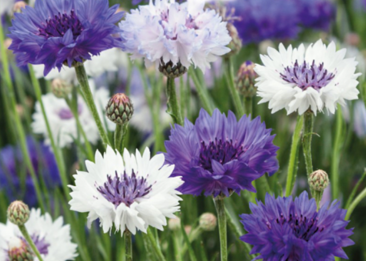 Centaurea cyanus 'CORNFLOWER BALL', Kornblomst - Økologisk
