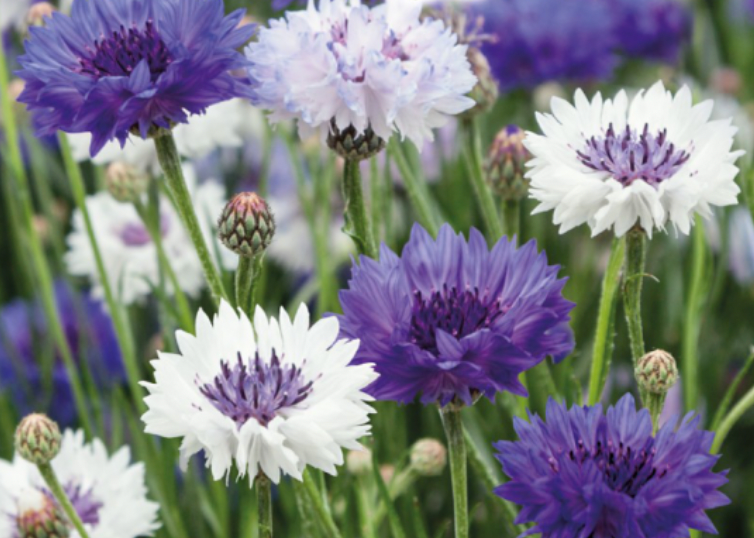 Centaurea cyanus 'CORNFLOWER BALL', Kornblomst