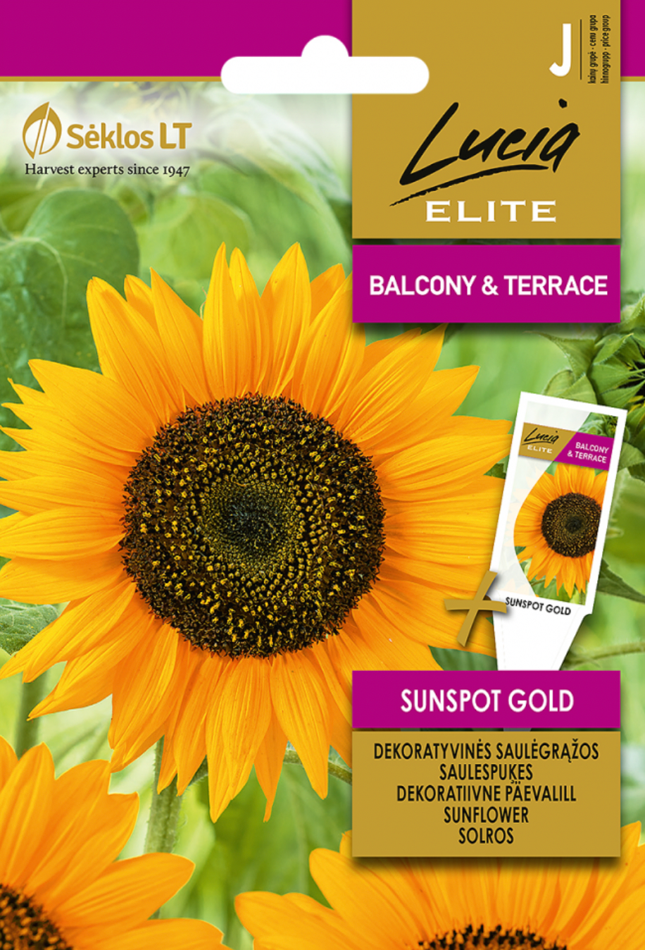 Dværgsolsikke 'SUNFLOWER SUNSPOT GOLD', Helianthus Annuus
