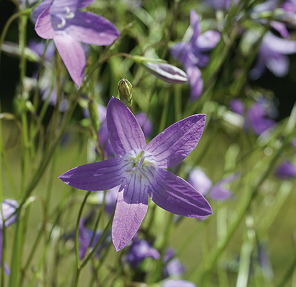 Campanula patula 'SPREADING BELLFLOWER', Eng-klokke