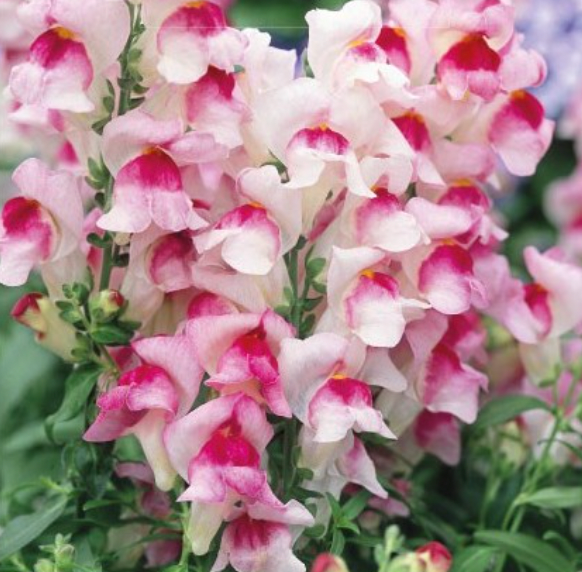 Haveløvemund, Anthirrhinum majus 'APPLEBLOSSOM'