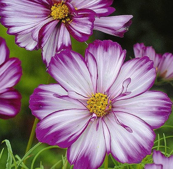 Stolt kavaler, Cosmos Bipinnatus 'FIZZY ROSE PICOTEE'