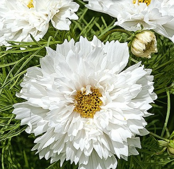 Stolt kavaler, Cosmos Bipinnatus 'DOUBLE DUTCH WHITE'