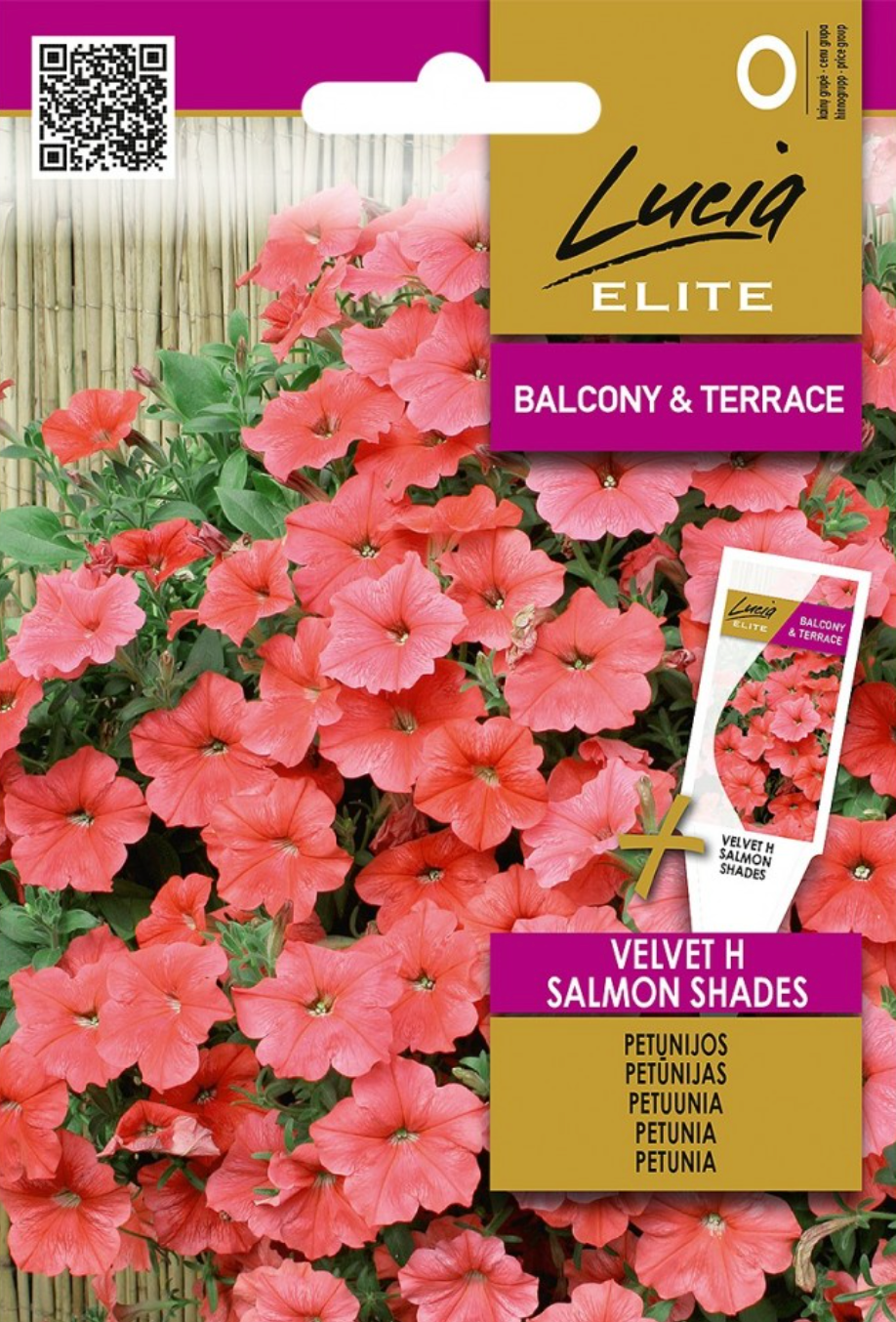 Petunia hybrida multiflora 'VELVET H SALMON SHADES'