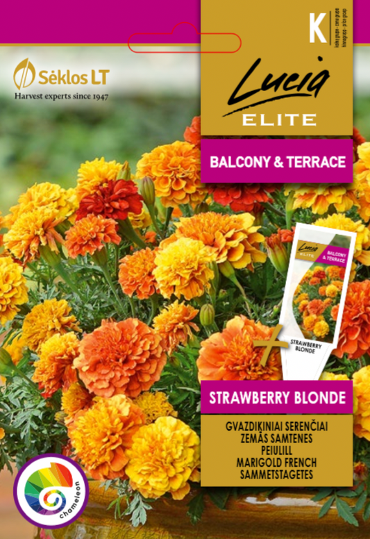 Tagetes patula 'STRAWBERRY BLONDE', fløjlsblomst