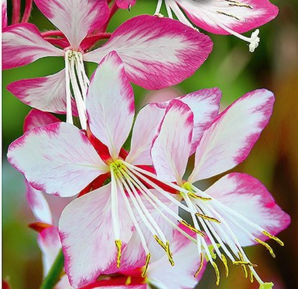 Pragtkærte, Gaura lindheimeri