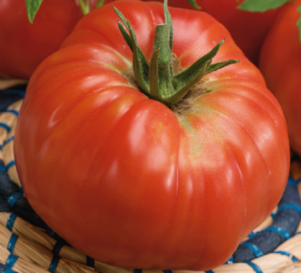 Vintertomat 'Ponderosa'