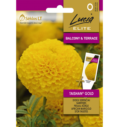 Fløjlsblomst Tagetes 'Taishan Gold'