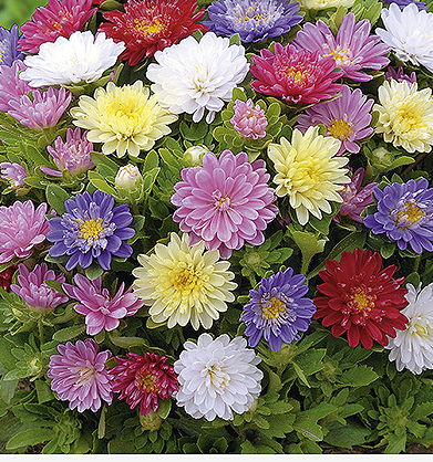 Sommerasters - Pinocchio