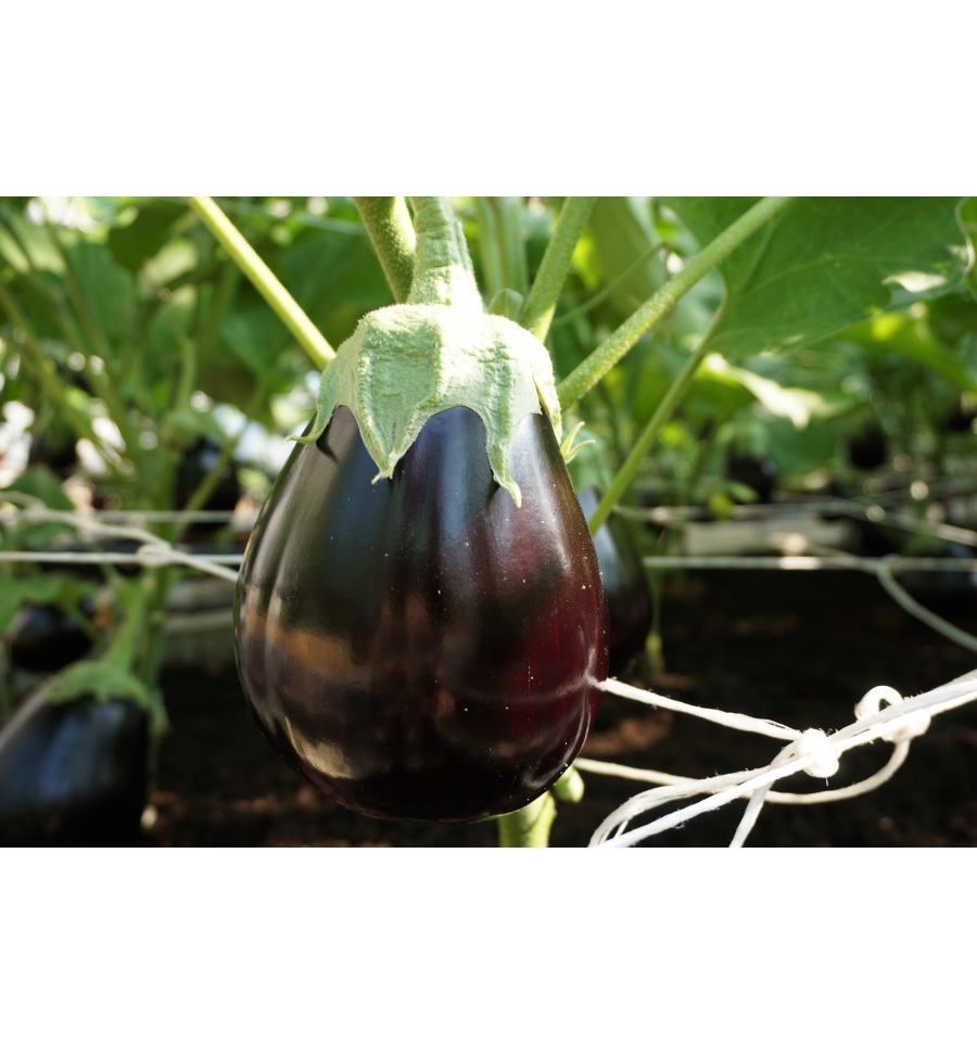 Aubergine Agata