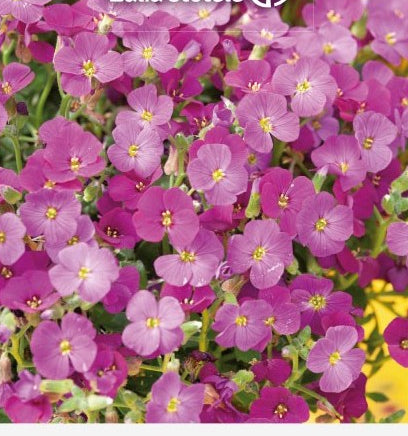 Aubrieta hybrid "Leishtlinii"