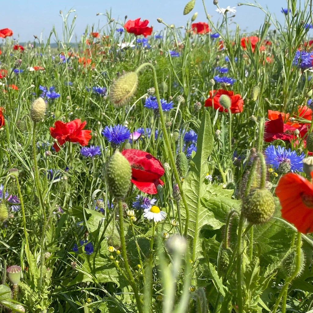 Vildeng med marguerit (500-1.000 m2) Gratis levering