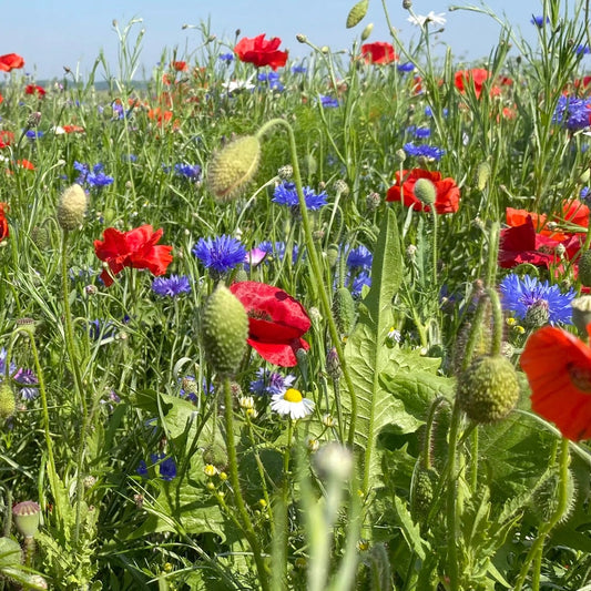 Vildeng med marguerit (500-1.000 m2) Gratis levering