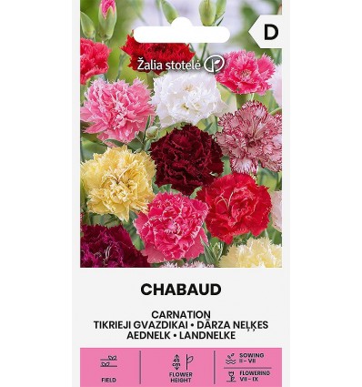 Havenellike 'CHABAUD'
