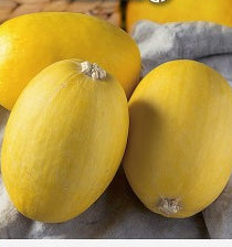 Courgette - Spaghettigræskar