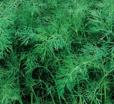 Alm. Dild, Anethum graveolens