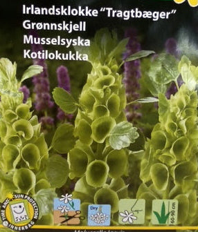 Irlandsklokke "tragtbæger"