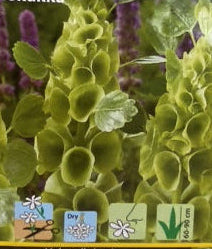 Irlandsklokke "tragtbæger"