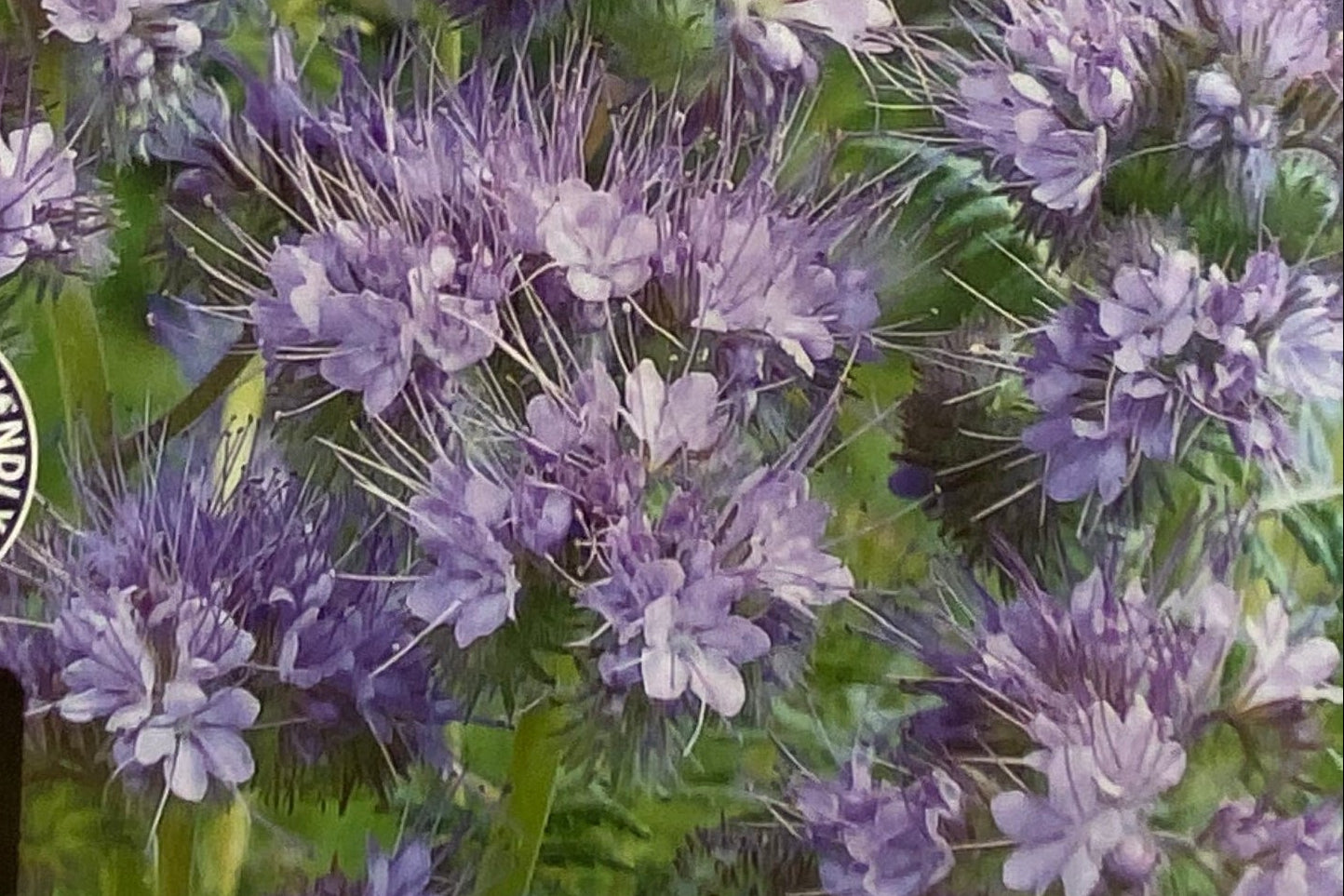 Økologisk honningurt