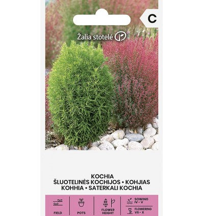 Kochia - Vintergrøn