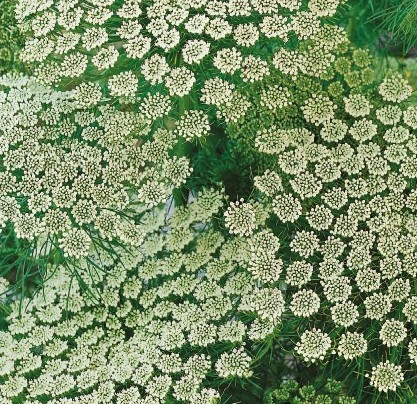 Kongekommen, Ammi visnaga var. longibracteatum