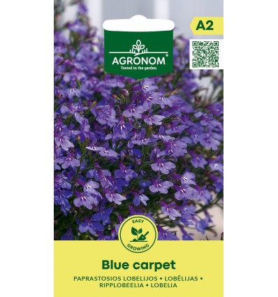 Lobelia 'BLUE CARPET'