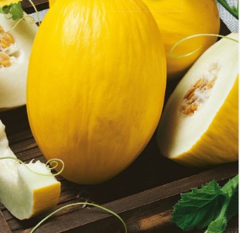 Melon 'Amarillo Canario'