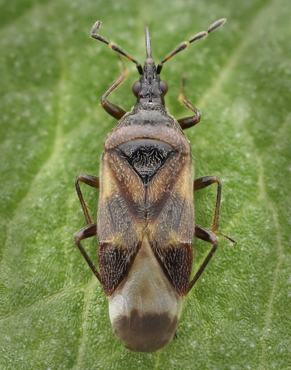 Anthocoris næbtæge mod bøgebladlus, 200 stk (gratis fragt)