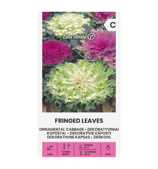 Prydkål / pyntekål 'Fringed Leaves'