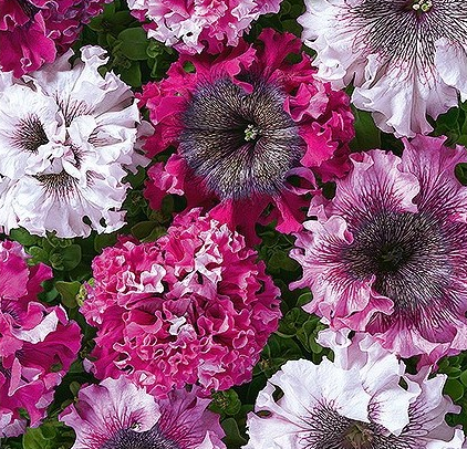 Petunia 'Cernys Triumph'