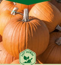 Græskar - Connecticut Field