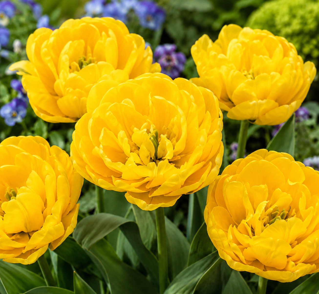Tulipan - Yellow Pomponette
