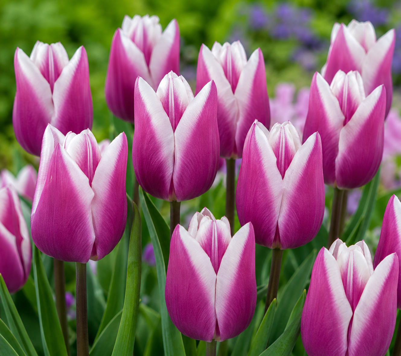 Tulipan - Synaeda Blue