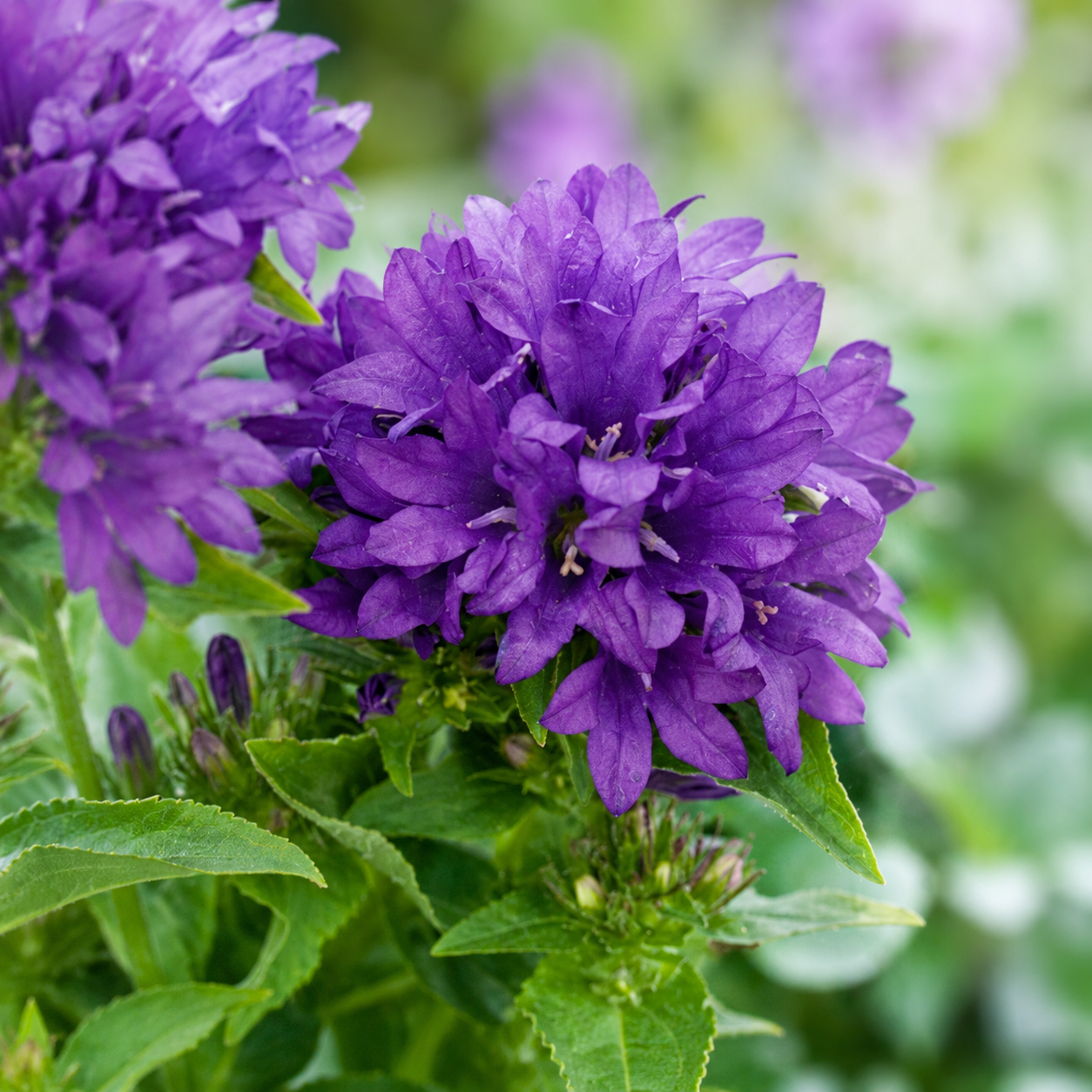 Klokkeblomst - Bellflower Cluster