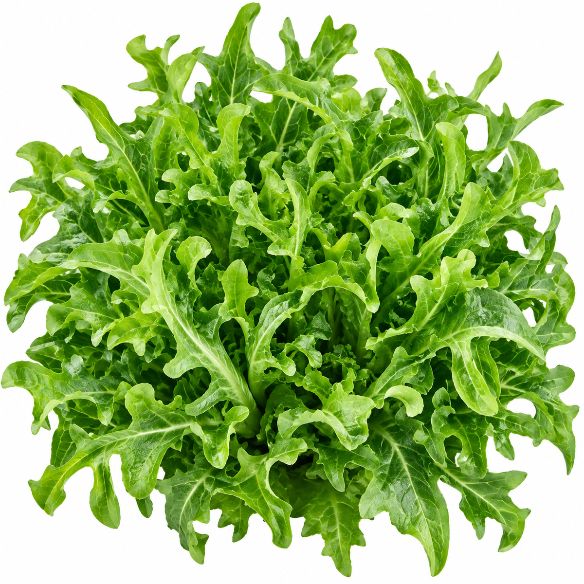Salat `Radichetta`