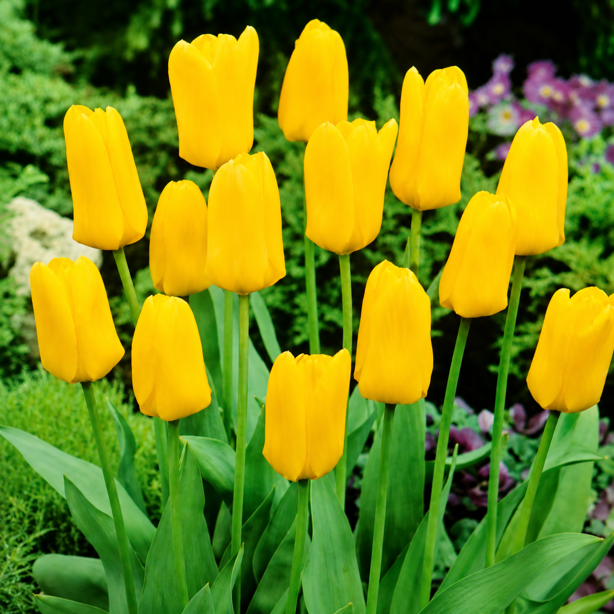 Tulipan ´Candela´