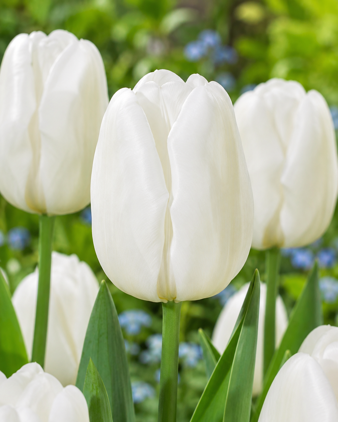 Tulipan - Hakuun