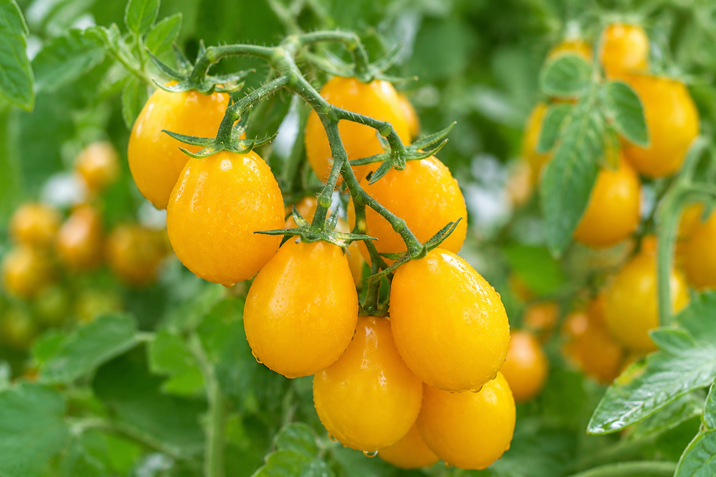 Peardrops tomat