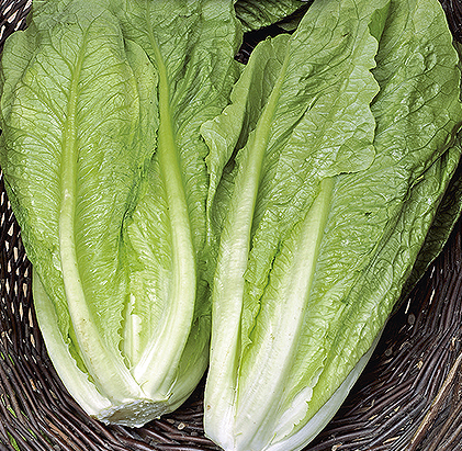 Romaine salat 'Galander'