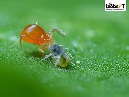 Rovmider mod spindemider, 500 stk.