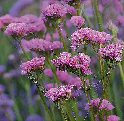Rosa hindebæger, Limonium sinuatum 'Miller'