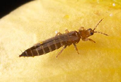 Orius rovtæger mod trips, 500 stk (50 m2) Gratis fragt