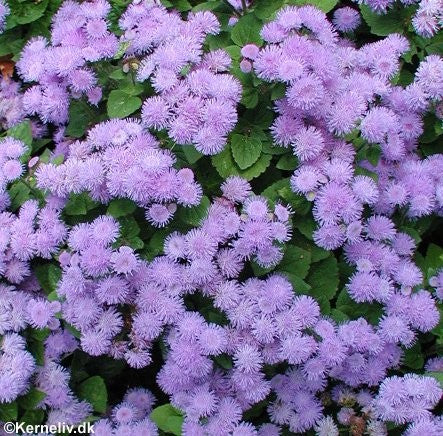 Ageratum houstonianum 'Blue Ball', Blåkvast