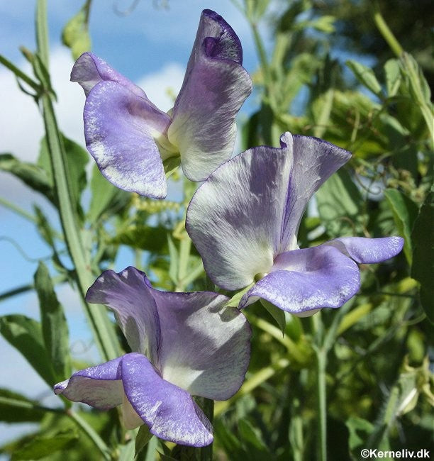 Lathyrus odoratus 'Blue Ripple', Ærteblomst