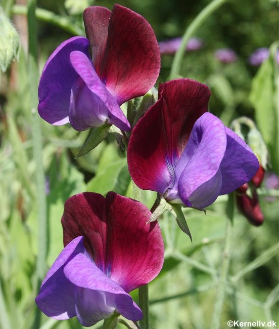 Lathyrus odoratus 'Matucana', Ærteblomst