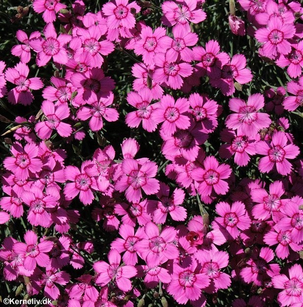 Dianthus deltoides 'Flashing Light', Bakkenellike