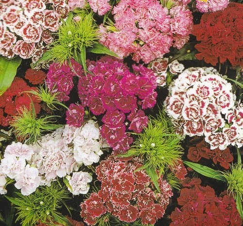 Dianthus barbatus 'Pinocchio', Studenternellike